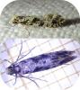 Nemapogon sp.
